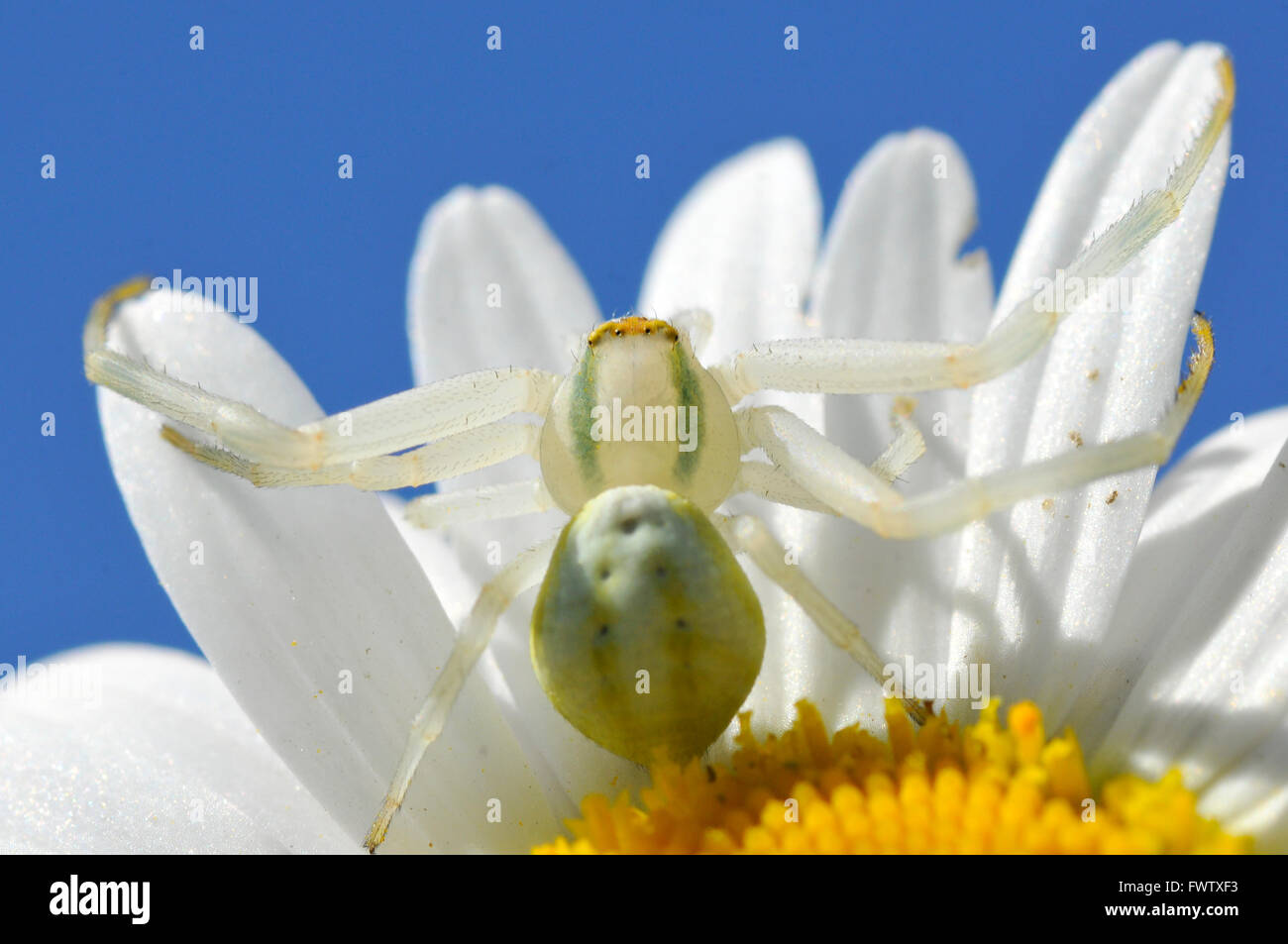 Macro d'araignée crabe (Misumena vatia) sur daisy pétales fleur sur fond de ciel bleu Banque D'Images
