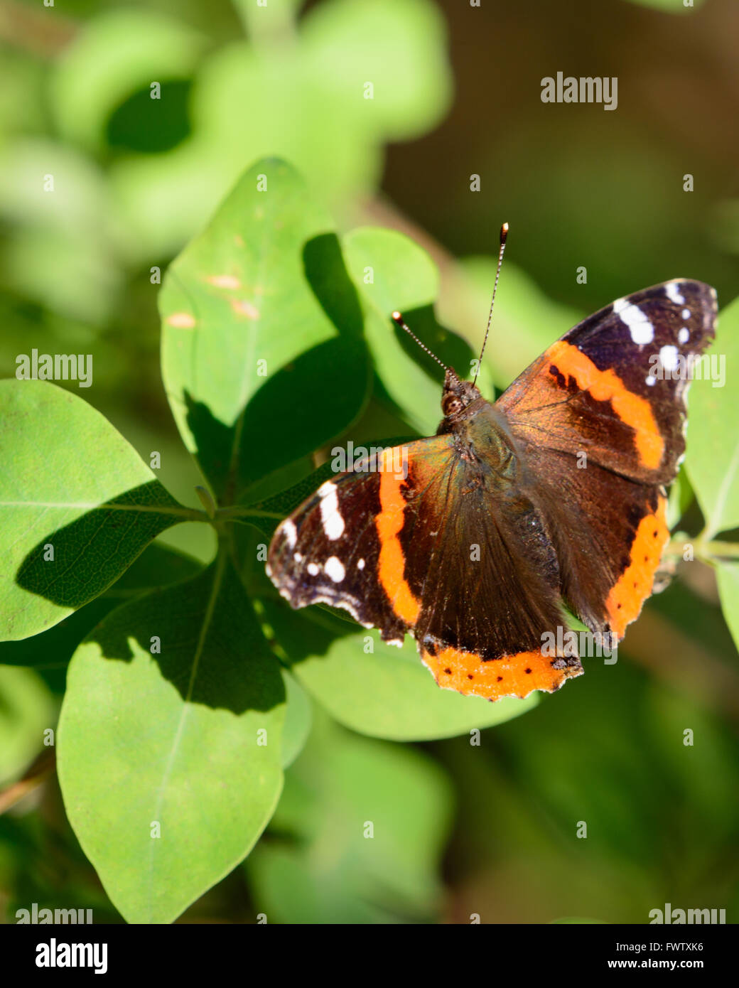 L'amiral rouge ombre coulée papillon sur les feuilles qu'elle a ses ailes écartées. Banque D'Images
