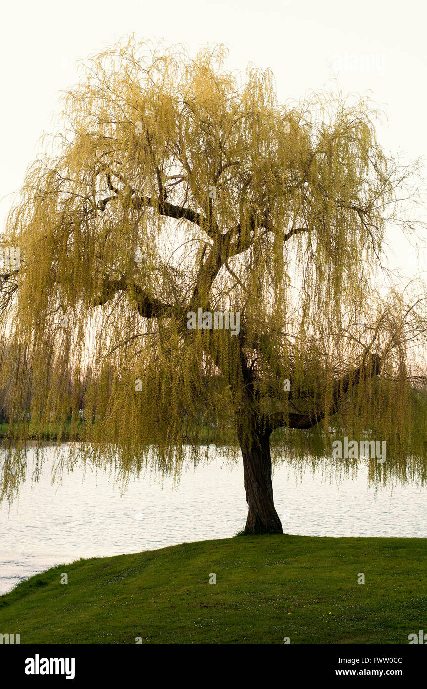 Babylone le saule, Salix babylonica, portrait vertical feuillu au début du printemps à côté d'un lac au coucher du soleil. Banque D'Images