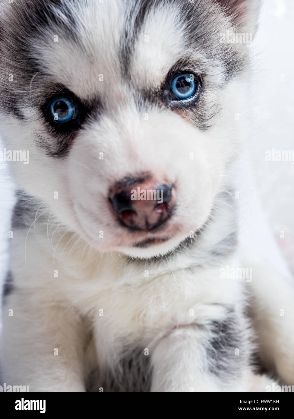 Mignon Chiot Husky Siberien Aux Yeux Bleus Photo Stock Alamy