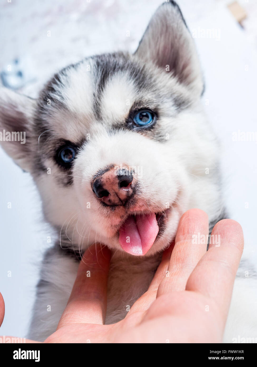 Mignon Chiot Husky Siberien Aux Yeux Bleus Photo Stock Alamy