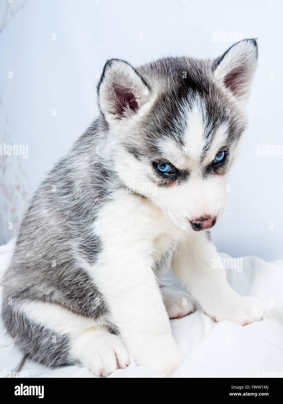Mignon Chiot Husky Siberien Aux Yeux Bleus Photo Stock Alamy Mignon Chiot Husky Siberien Aux Yeux Bleus Photo Stock Alamy
