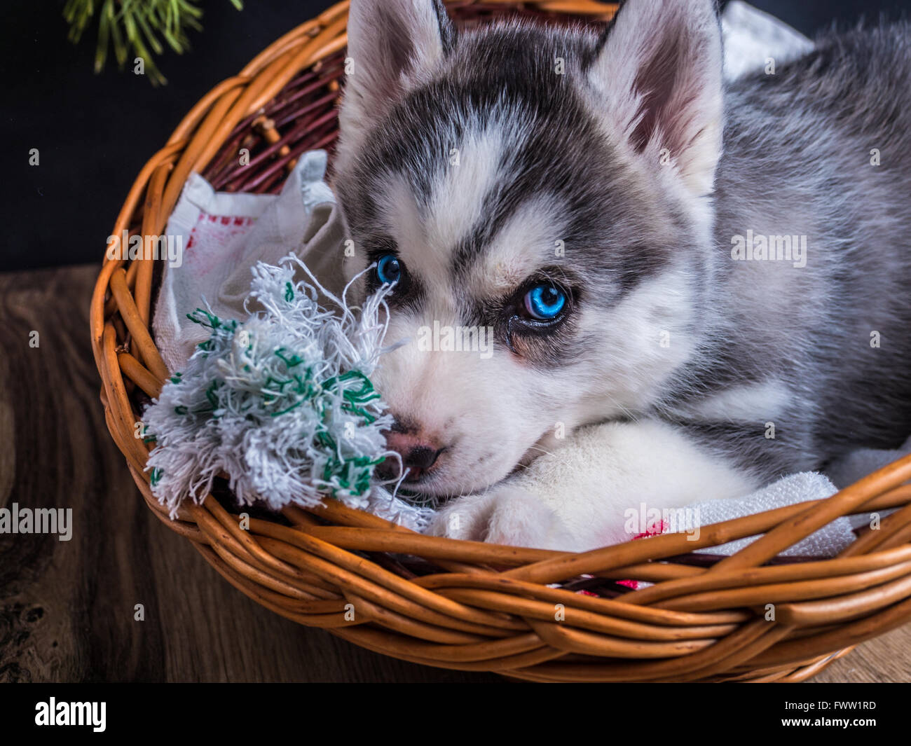 Mignon chiot Husky Sibérien aux yeux bleus dans le panier Photo Stock -  Alamy