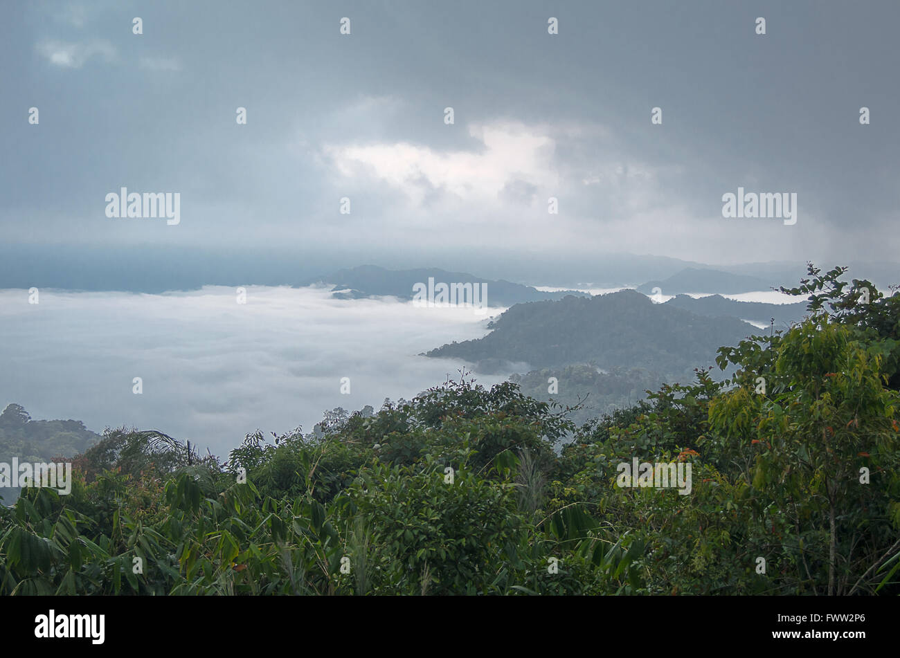 Tourné dans le parc national de Kaeng Krachan. Environ 1207 mètres au-dessus du niveau de la mer. Situé dans Phetchaburi, Thaïlande. Banque D'Images