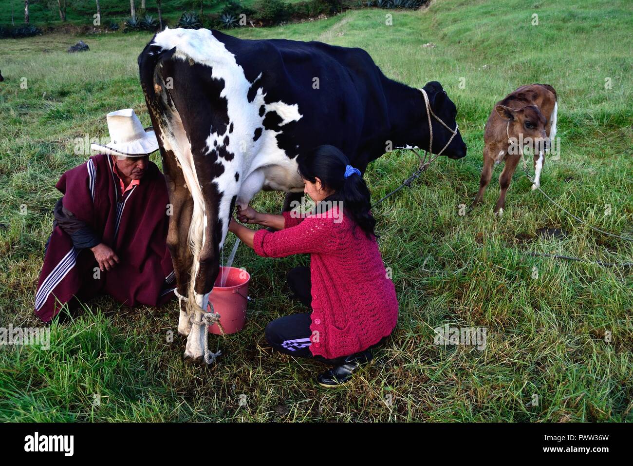 La traite à l'élaboration de fromage traditionnel dans Sapalache Huaringas Las ' ' - HUANCABAMBA.. .Département de Piura au Pérou Banque D'Images