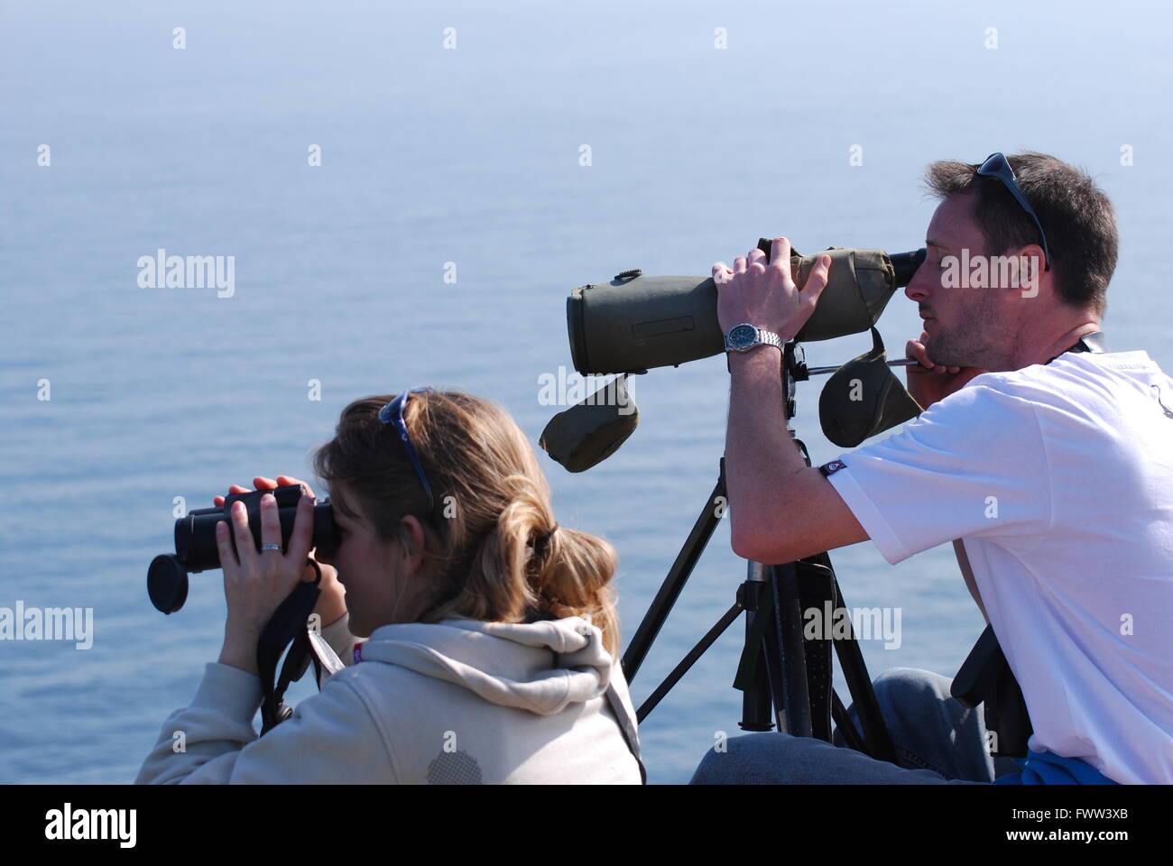 Il s'occupe de requins pèlerins, baleines, dauphins et oiseaux de près de Lands End, Cornwall Banque D'Images