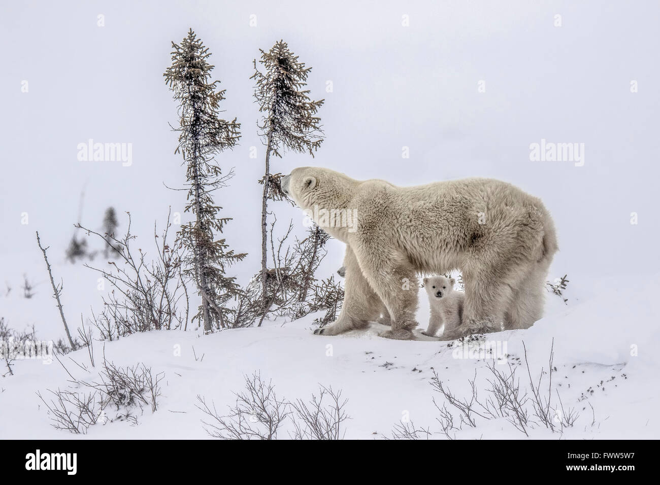 Maman ours polaire et d'oursons dans la toundra dans le parc national Wapusk, Canada Banque D'Images