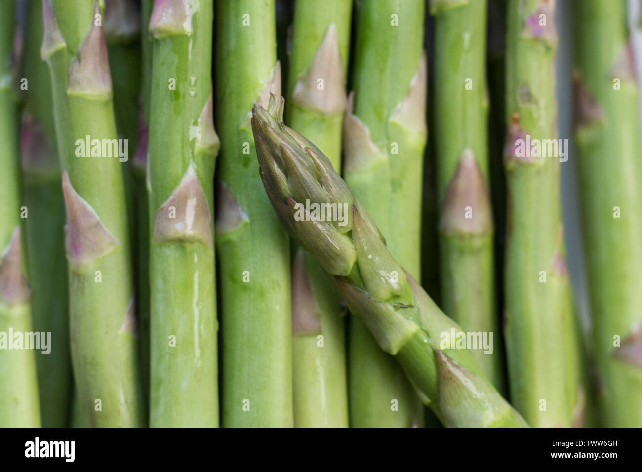 Les asperges vertes fraîches crues - macro closeup alimentaire Banque D'Images