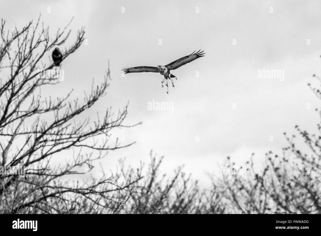 Buse variable (Buteo buteo) Présentation de "dons" pour son compagnon potentiel - bien qu'il semble que le gui, c'est réellement une brindille de chatons. Banque D'Images