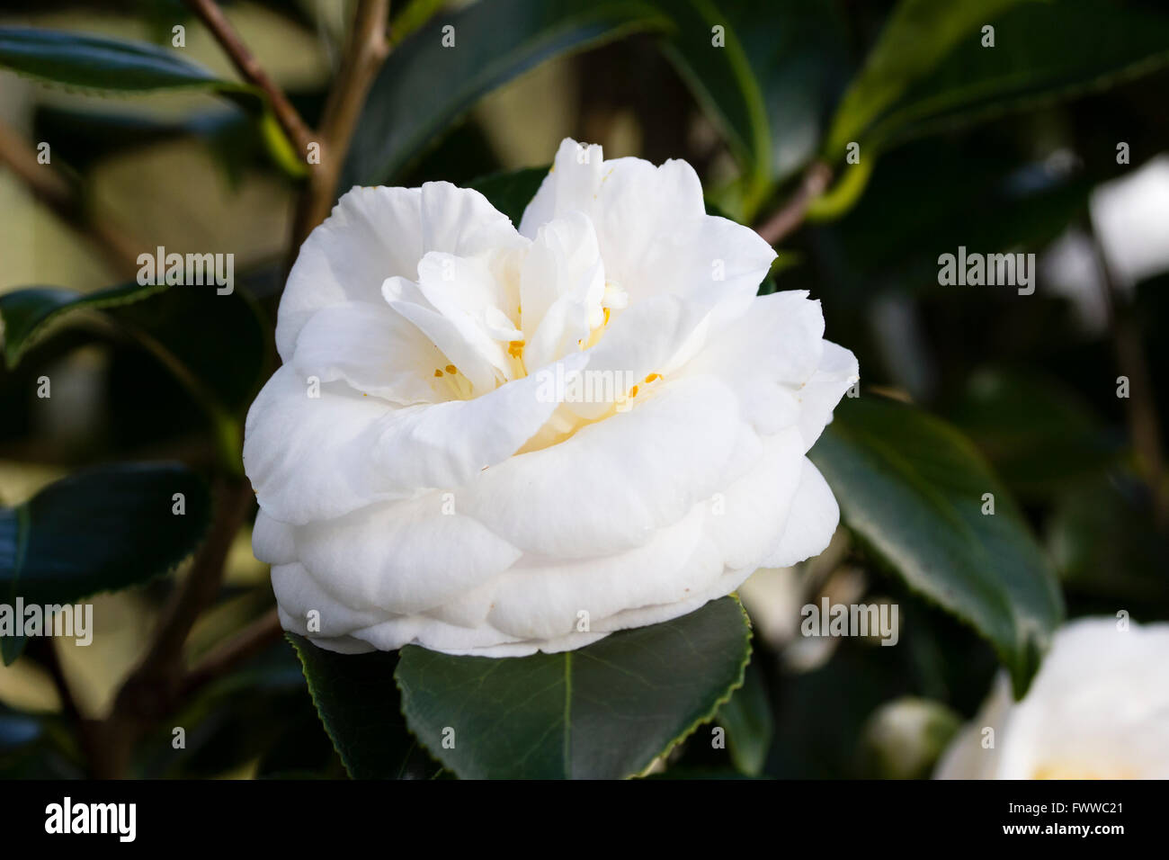 Fleurs blanches doubles de la fin de l'hiver, cet arbuste en fleurs de Camellia japonica 'Elizabeth Dowd' Banque D'Images
