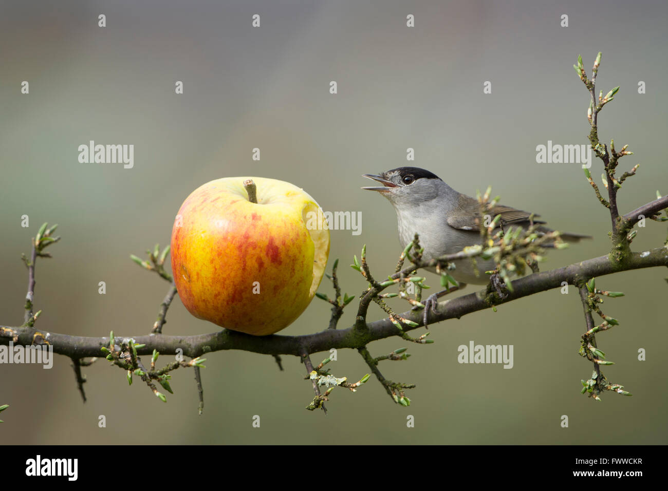 Un mâle Blackcap (Sylvia atricapilla) se nourrissant d'apple comme gauche birdfood dans un jardin de banlieue, Hastings, East Sussex, UK Banque D'Images