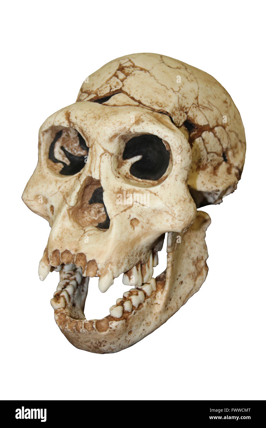 Dmanisi Homo erectus ergaster crâne Banque D'Images