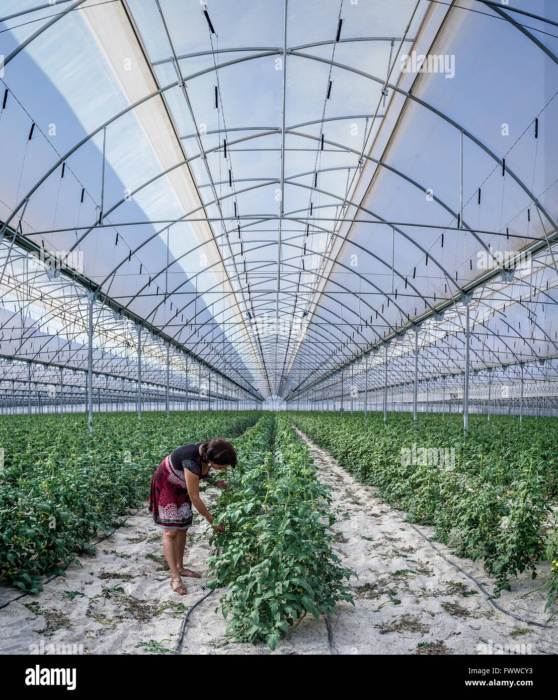 Serre almeria espagne Banque de photographies et d'images à haute  résolution - Alamy