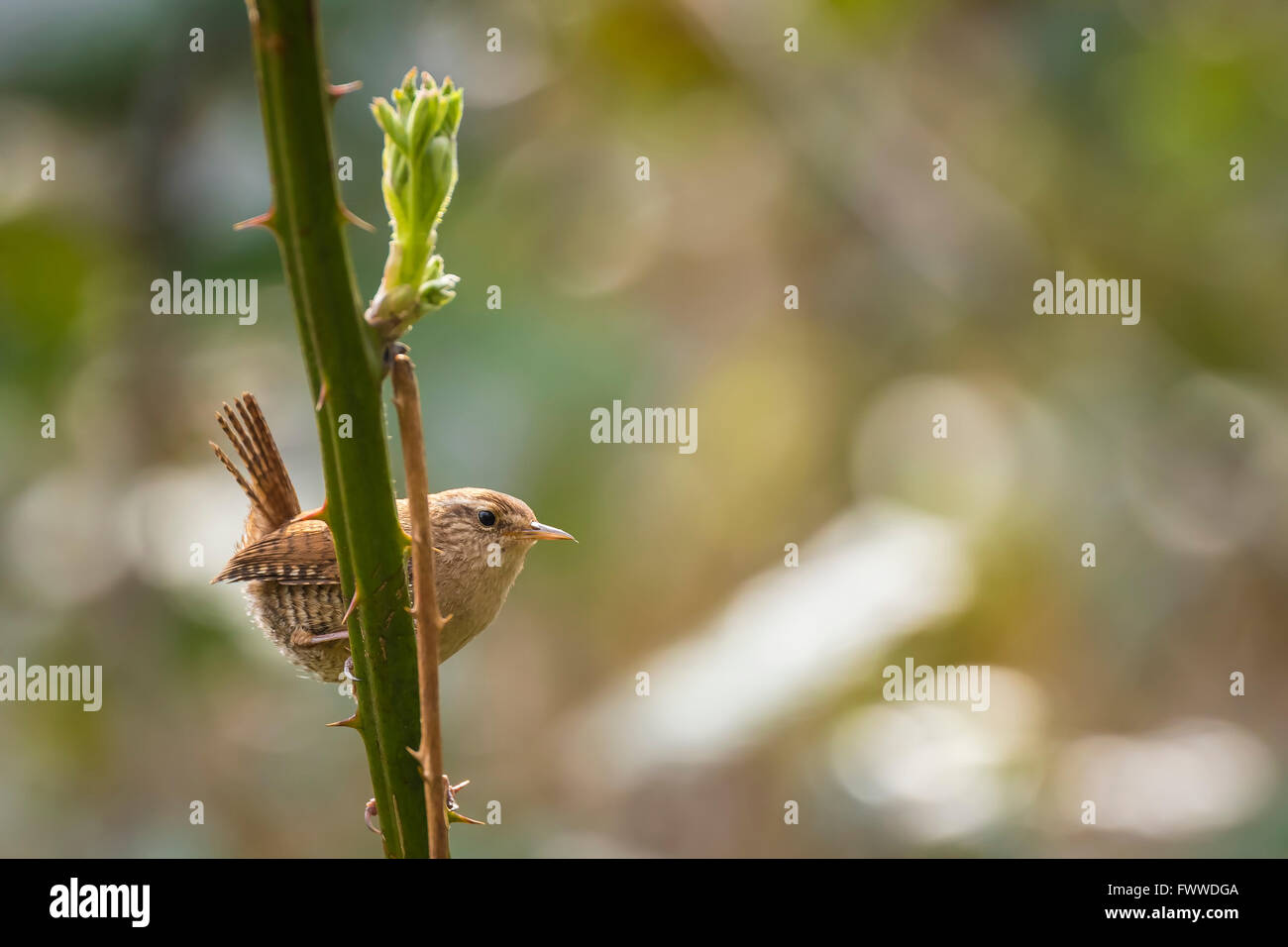 Troglodyte mignon (Troglodytes troglodytes) chant des oiseaux colorés dans une forêt ensoleillée pendant la saison de reproduction Banque D'Images