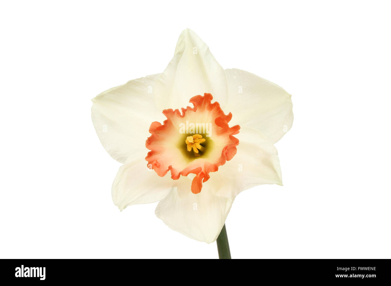 Jonquille blanche avec fleur orange centre à froufrous Photo Stock - Alamy