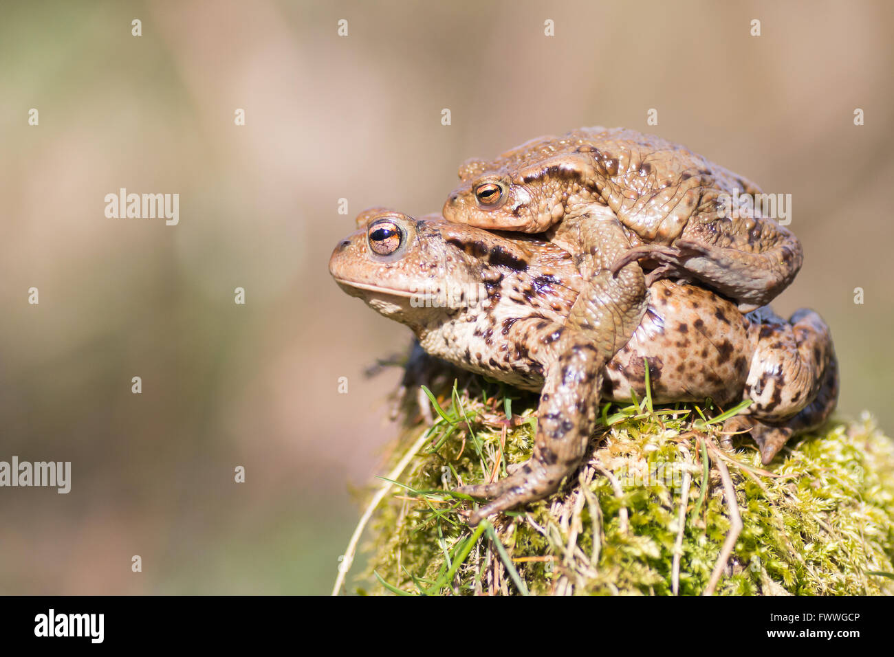 Crapauds (Bufo commun Bufu) Migration, Hesse, Allemagne Banque D'Images