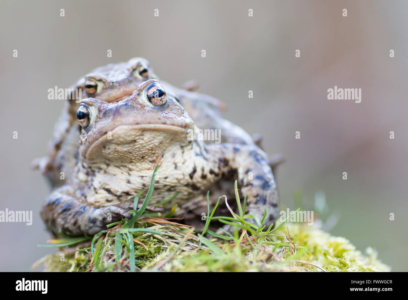 Crapauds (Bufo commun Bufu) Migration, Hesse, Allemagne Banque D'Images