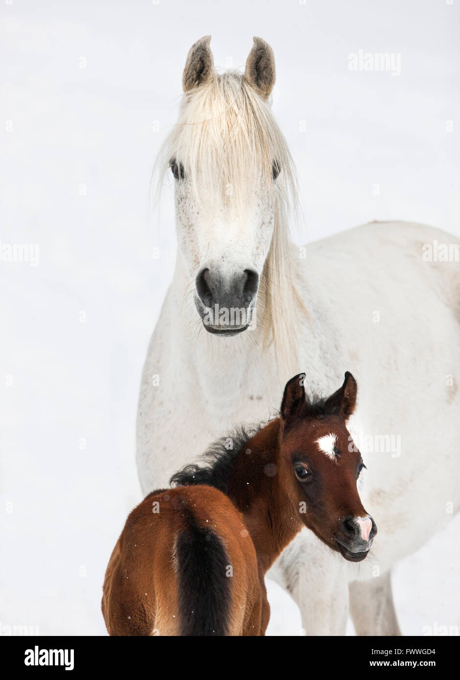 Arabian mare de race et son poulain dans la neige, gris, Tyrol, Autriche Banque D'Images