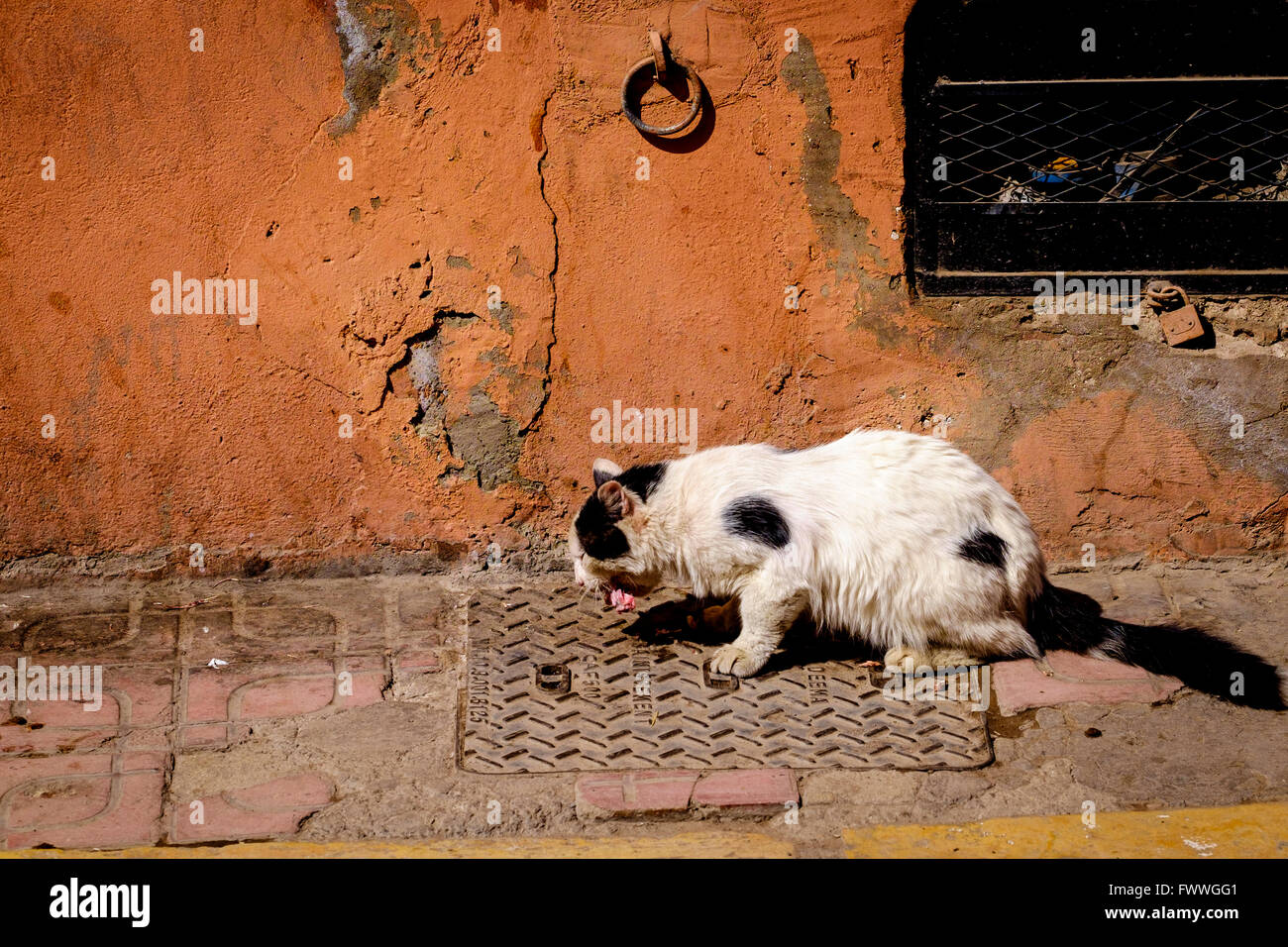 Un Chat Sauvage Semi Beneficiant D Un Morceau De Viande Dans Le Quartier Mellah De Marrakech Maroc Afrique Du Nord Photo Stock Alamy Un Chat Sauvage Semi Beneficiant D Un Morceau De Viande Dans Le Quartier Mellah De Marrakech Maroc Afrique Du Nord Photo Stock Alamy