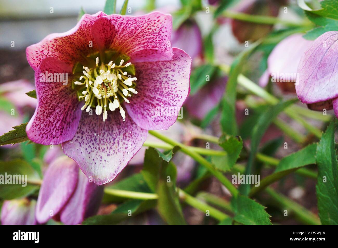 Fleur pourpre de l'helleborus hybridus (Noël ou Lenten rose) Banque D'Images