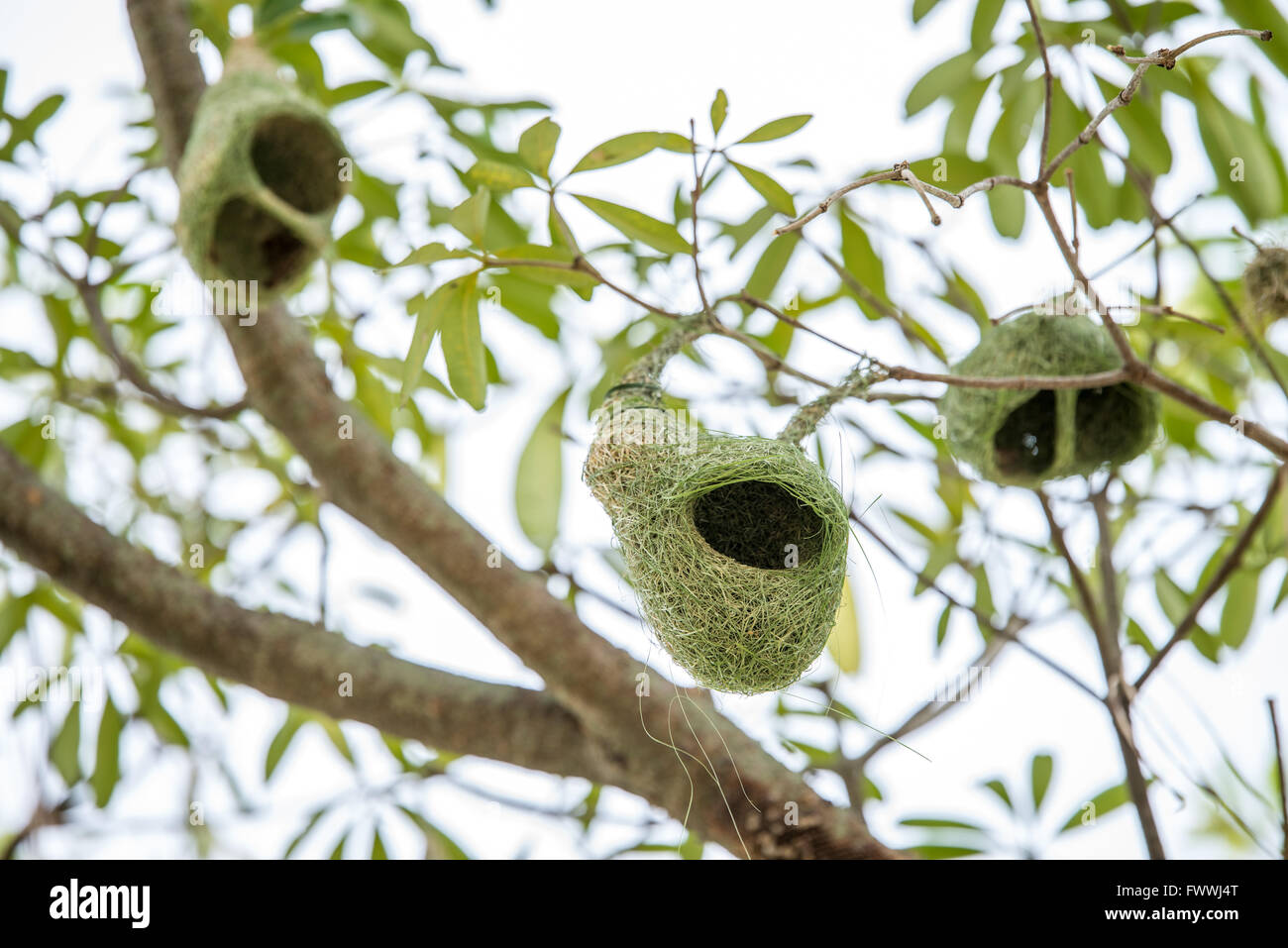 Weaver nest on tree Banque D'Images