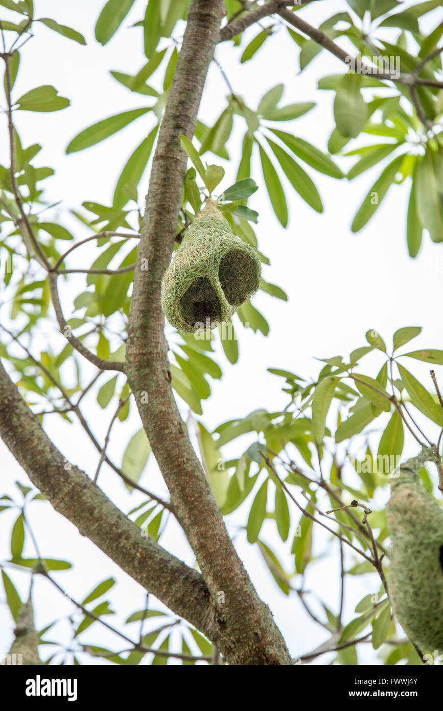 Weaver nest on tree Banque D'Images