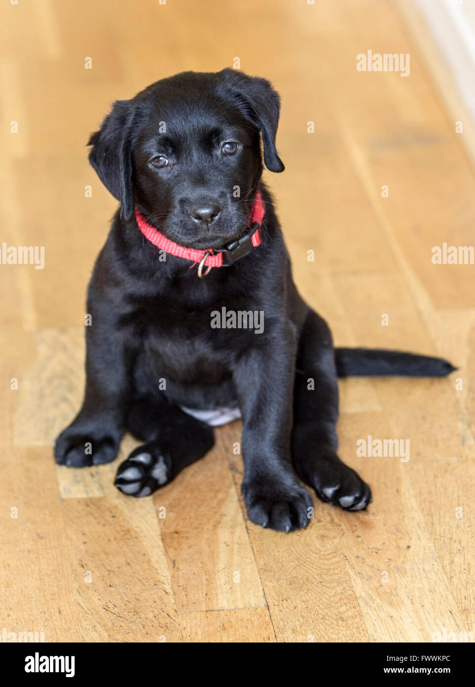 Chiot Labrador noir assis sur le plancher en bois Banque D'Images