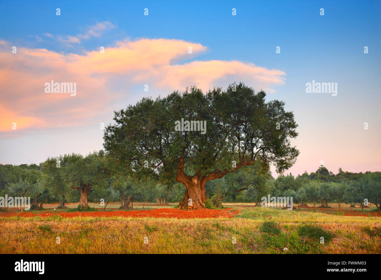 Olivier à l'aube, Istrie, Croatie Banque D'Images