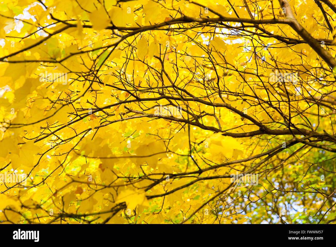 Couleurs d'automne dans la région de VAlley Gardens, Harrogate, North Yorkshire, UK Banque D'Images