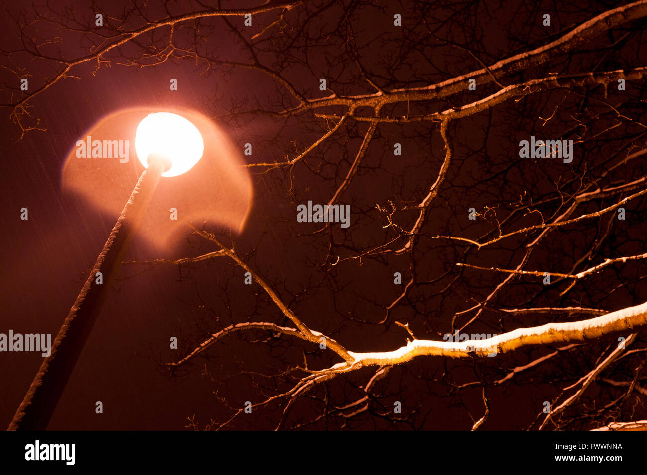 Une succursale est couvert de neige à Edimbourg Meadows Park. Photos par Pako Mera Banque D'Images