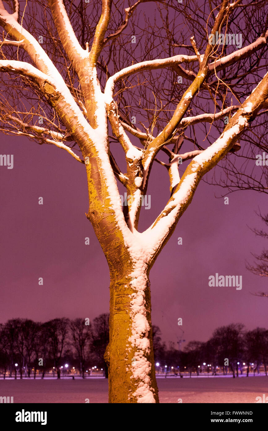 Arbre est couvert de neige dans les prés d'Édimbourg. Photos par Pako Mera Banque D'Images