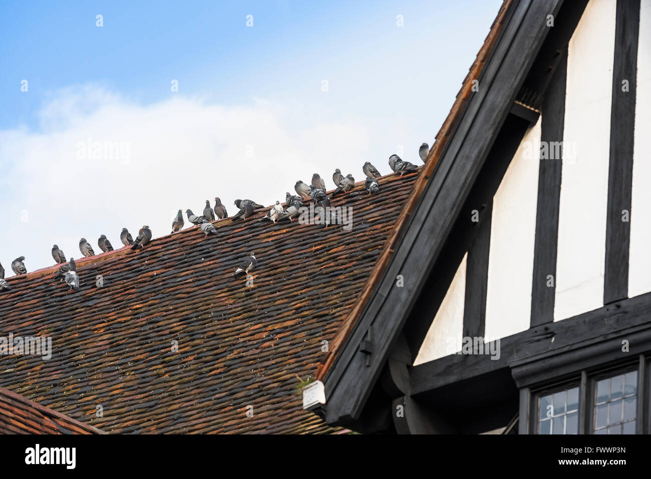 Toit d'oiseaux, vue sur une ligne de pigeons assis le long de la crête d'un bâtiment médiéval de toit à Stratford Upon Avon, Angleterre, Royaume-Uni Banque D'Images