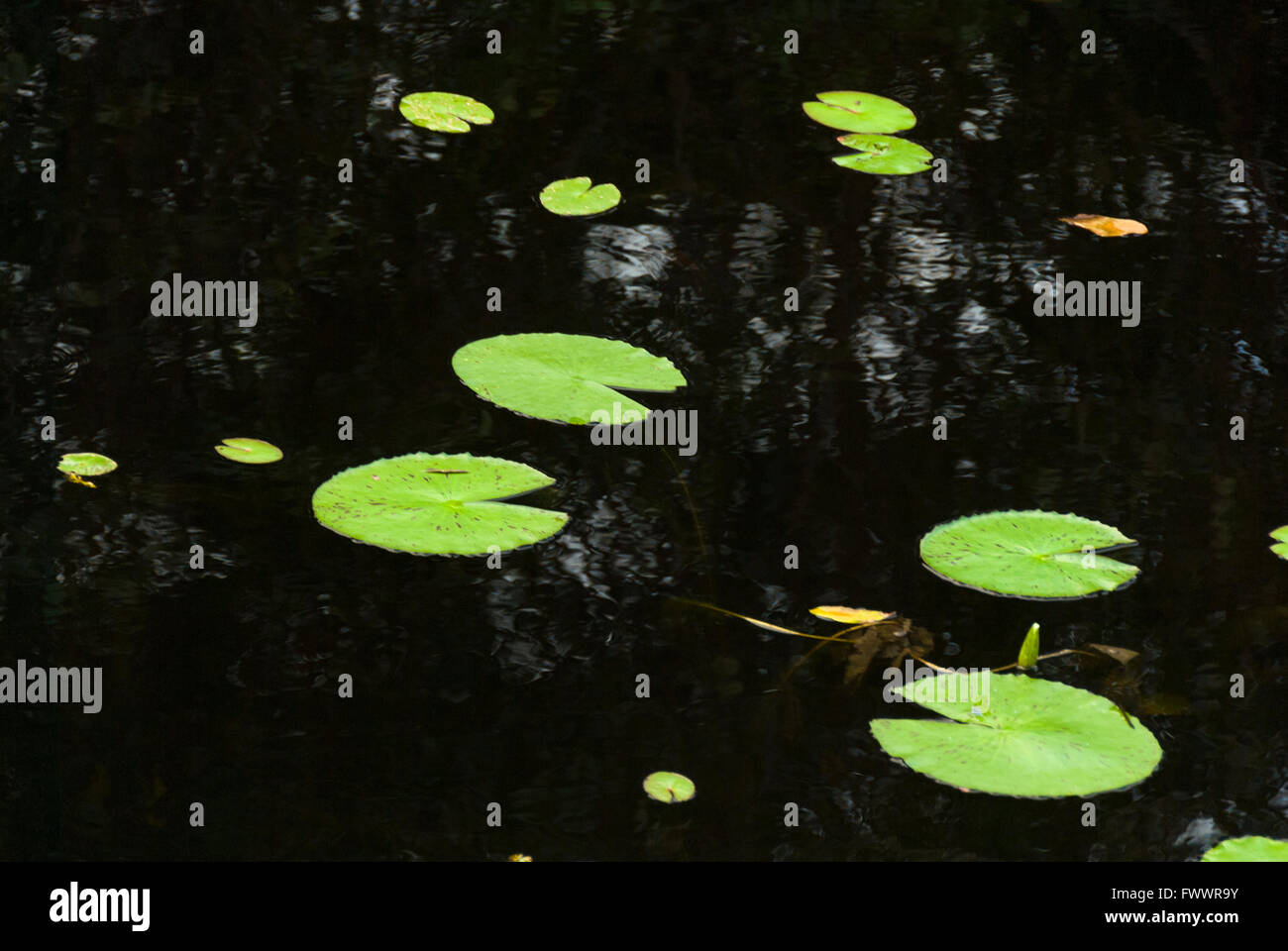 Plantes aquatiques, feuilles vertes flottantes, plantes d'eau verte dans les milieux humides tropicaux Banque D'Images