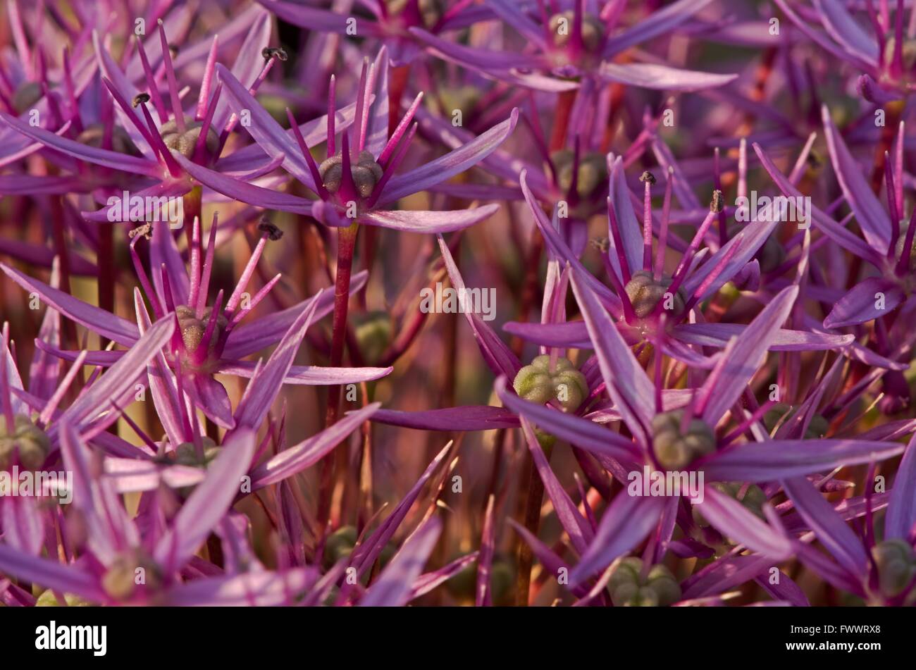L'ail violet en fleurs dans le parc Banque D'Images