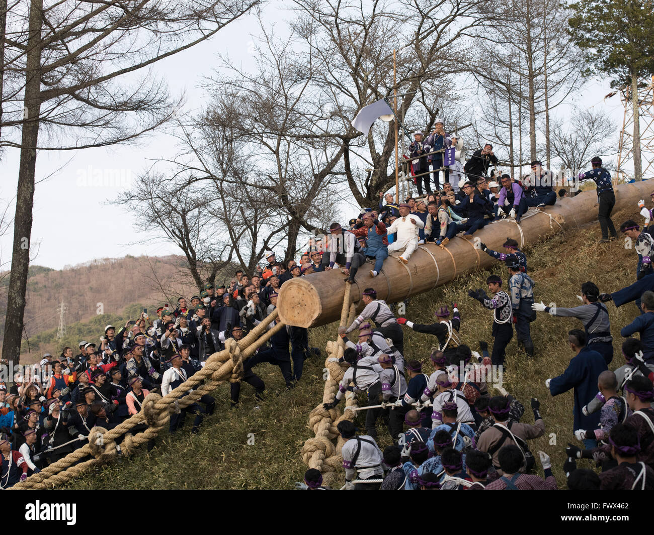 Onbashira Festival à Suwa, Nagano Prefecture, Japan. Le 08 avril 2016 Les hommes risquent leur vie pour monter sur le tronc des arbres sur une colline escarpée. Le tronc des arbres deviendra piliers du sanctuaire local. Le festival a lieu tous les 7 ans, et il est dit à plus de 1200 ans. Crédit : Chris Wilson/Alamy Live News Banque D'Images