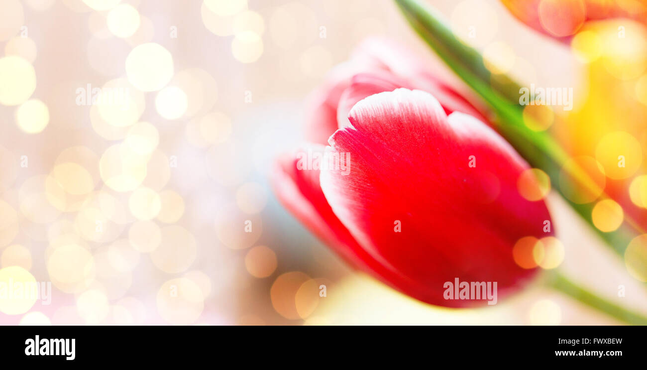 Close up of tulip flowers Banque D'Images