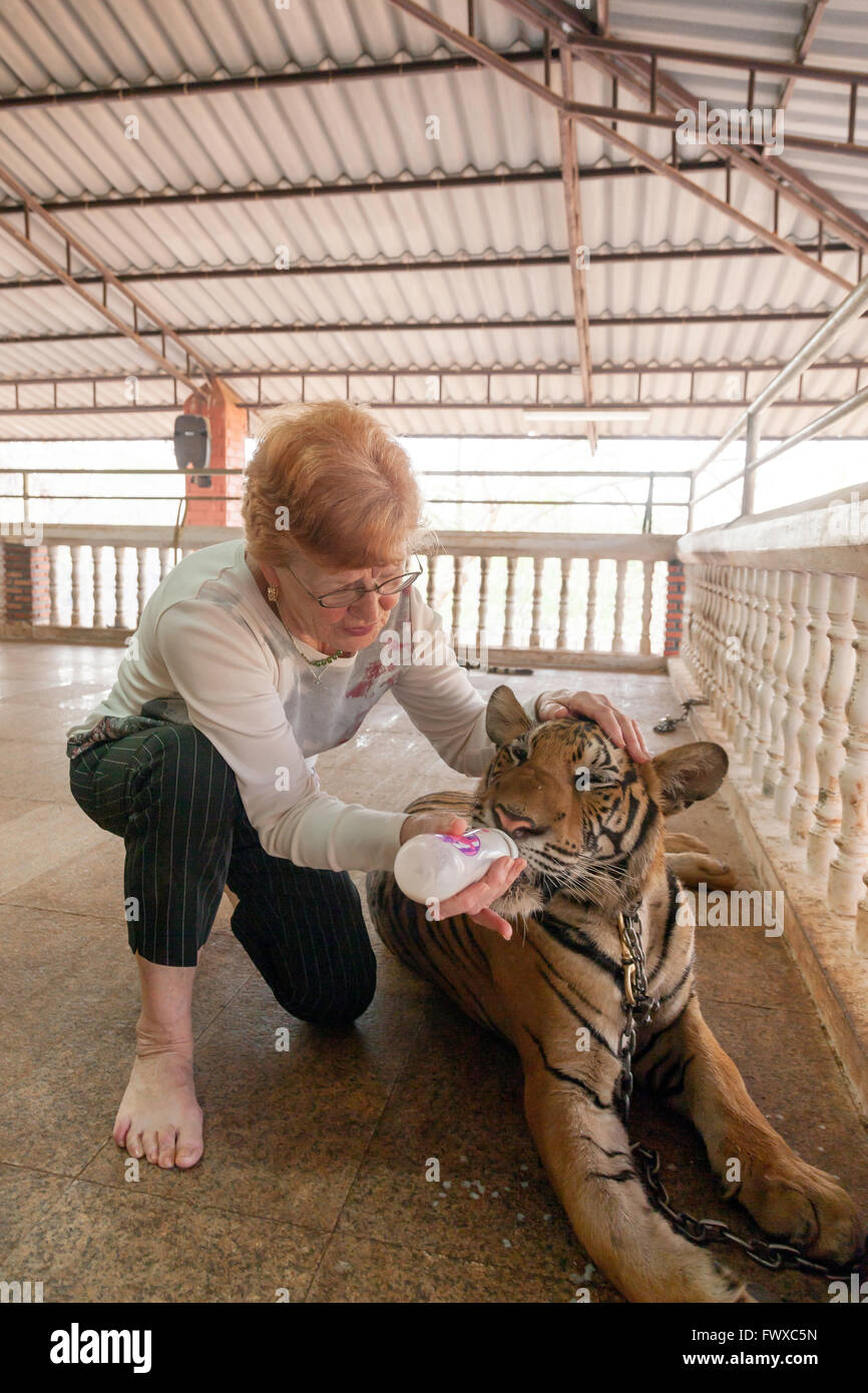 Femme biberon un tigre à travers jardins du temple au Tiger Temple dans le Nord de la Thaïlande à Wat Pa Luang Ta Bowa Yannasampanno Banque D'Images