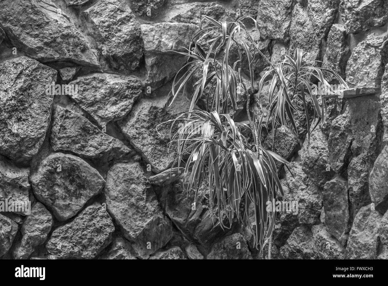 Intérieur noir et blanc photo de mur en pierre orné de plantes. Banque D'Images