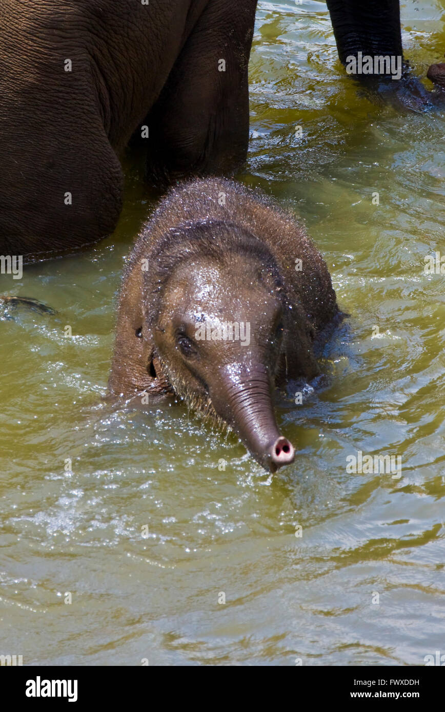 Les éléphants, et parent d'oursons baignade en rivière, l'orphelinat des éléphants de Pinnawela, Sri Lanka Banque D'Images