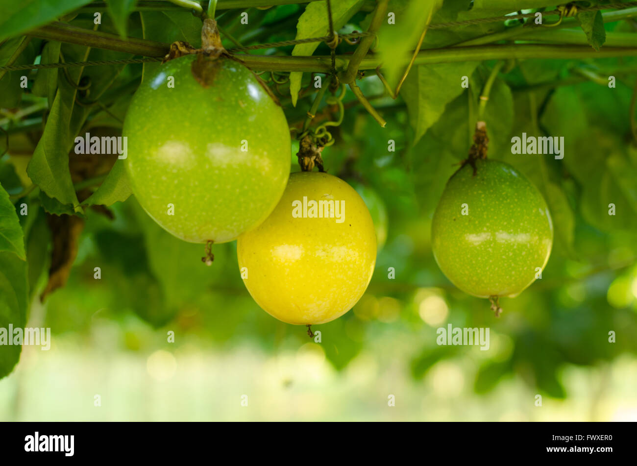 Fruit de la passion qui poussent sur la vigne Banque D'Images