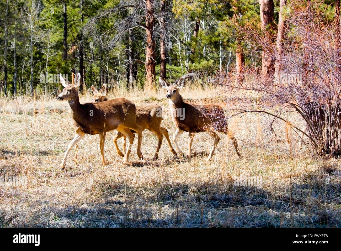Petit troupeau de cerfs-mulets Banque D'Images