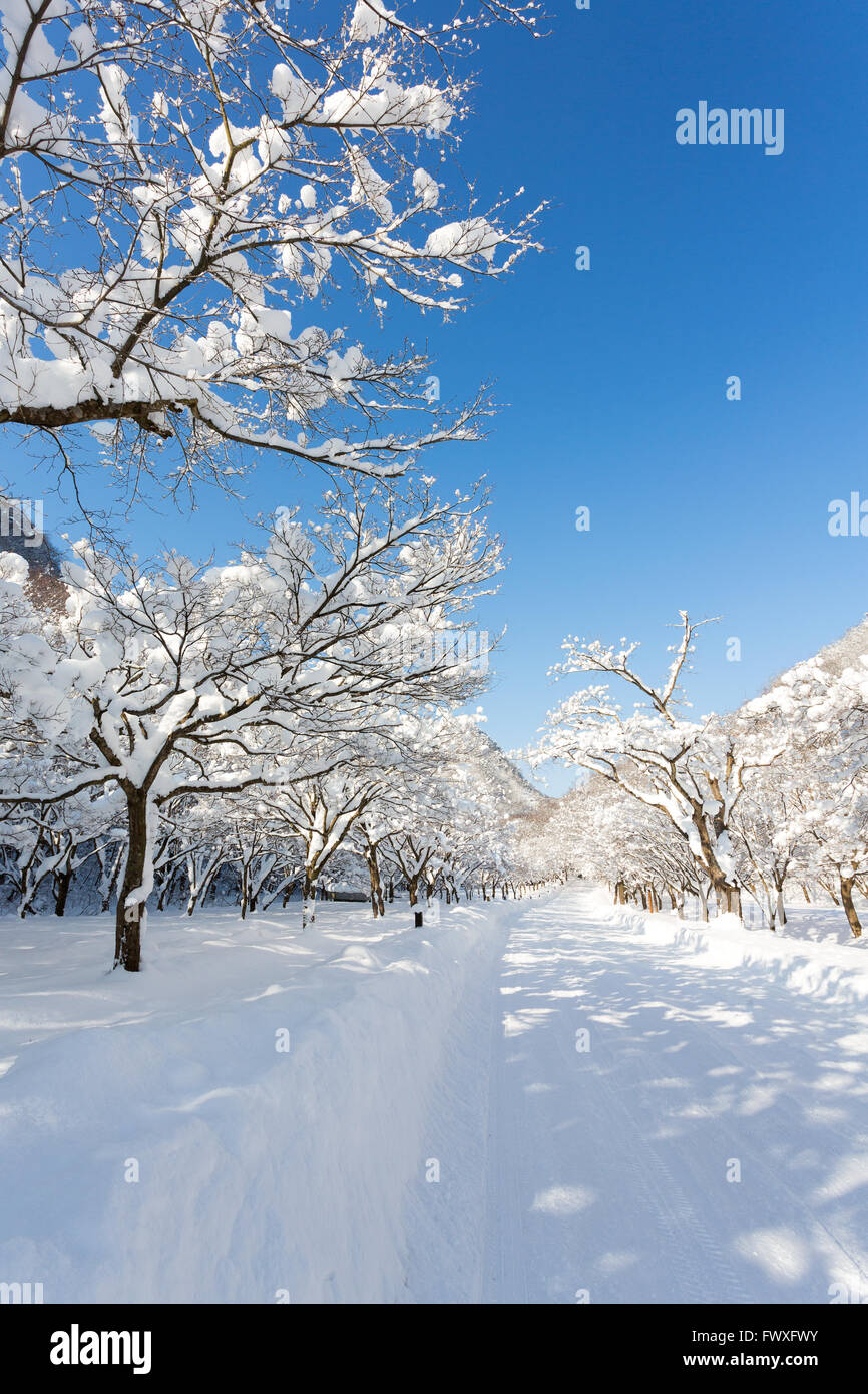 Naejangsan montagne en hiver avec la neige, paysage d'hiver. Banque D'Images