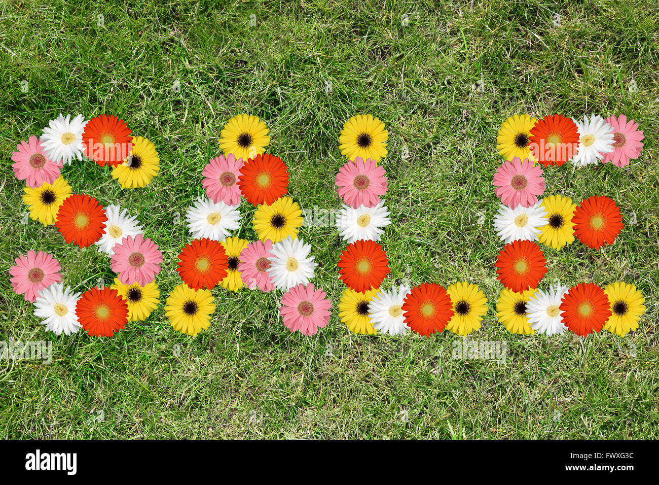 Shopping Vente de fleurs fleur nature printemps herbe meadow Banque D'Images