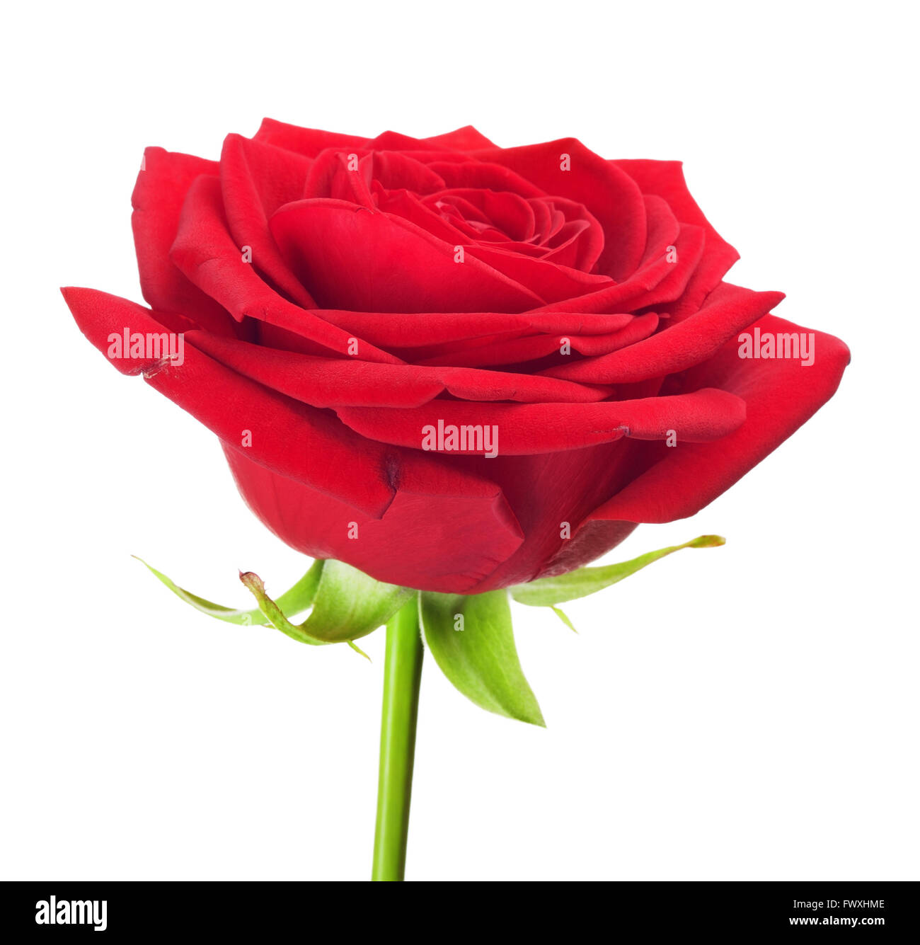 Rose rouge fleur, isolé sur fond blanc Banque D'Images