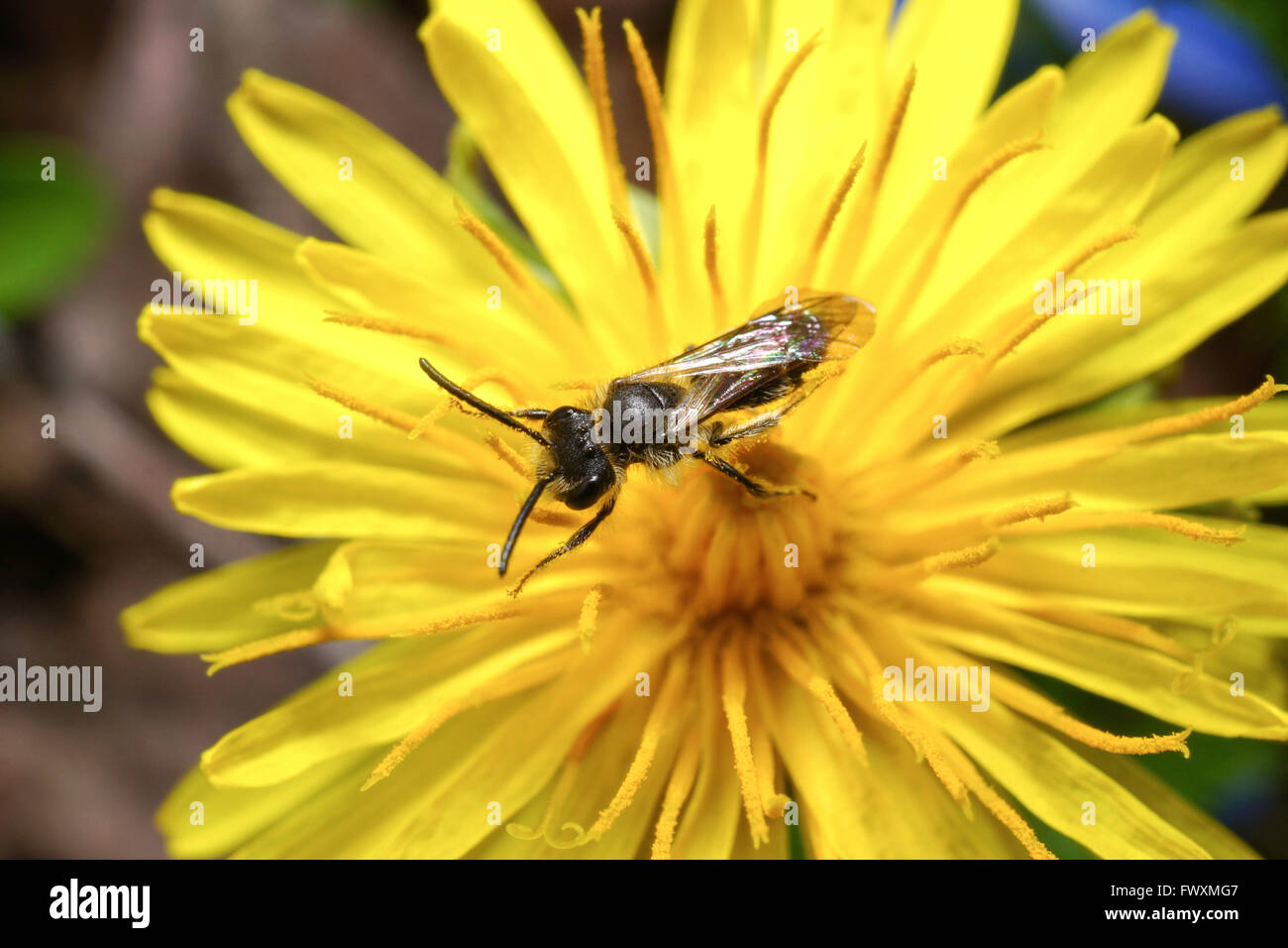 Bees-Halictus scabiosae sillon Banque D'Images