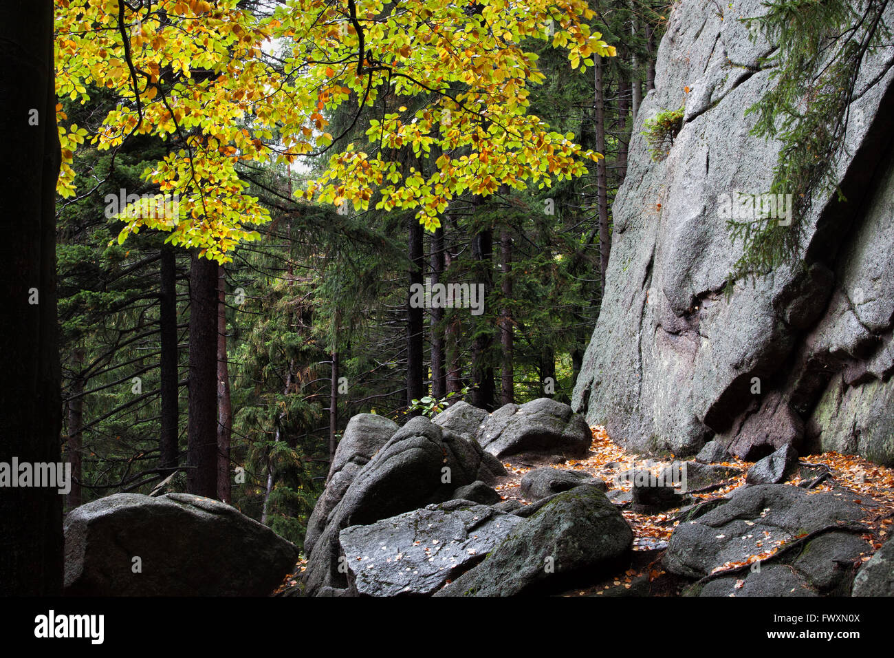 Des rochers, des roches à l'automne la forêt de montagne désert Banque D'Images