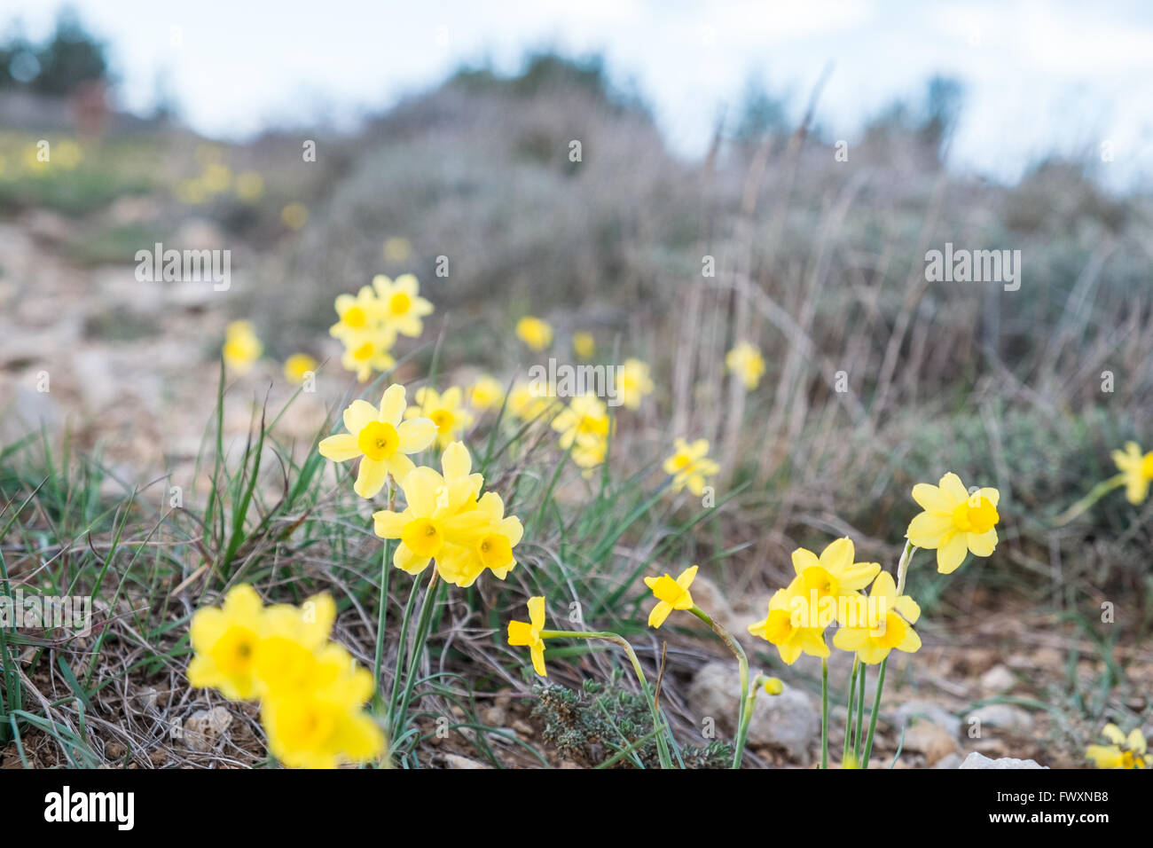 Minature Jaune Jonquille Fleurs Style Sur Mont Sec Au Dessus