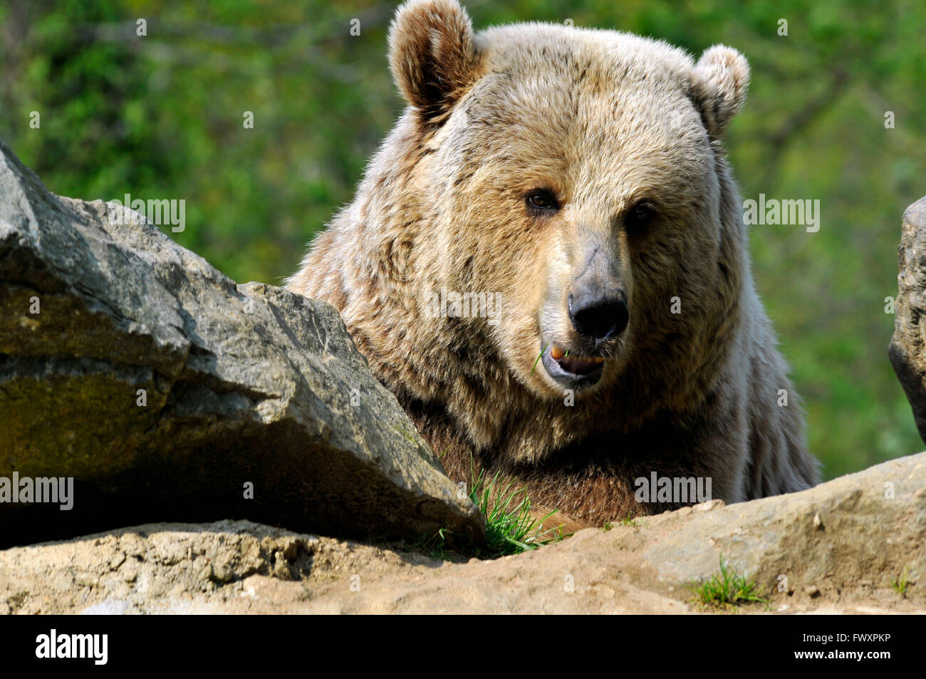 Portrait de face d'un Ours grizzli (Ursus arctos horribilis) Banque D'Images