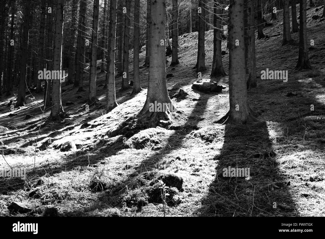 Les rayons du soleil brillent à travers les arbres dans une forêt dans le pays de Galles Banque D'Images