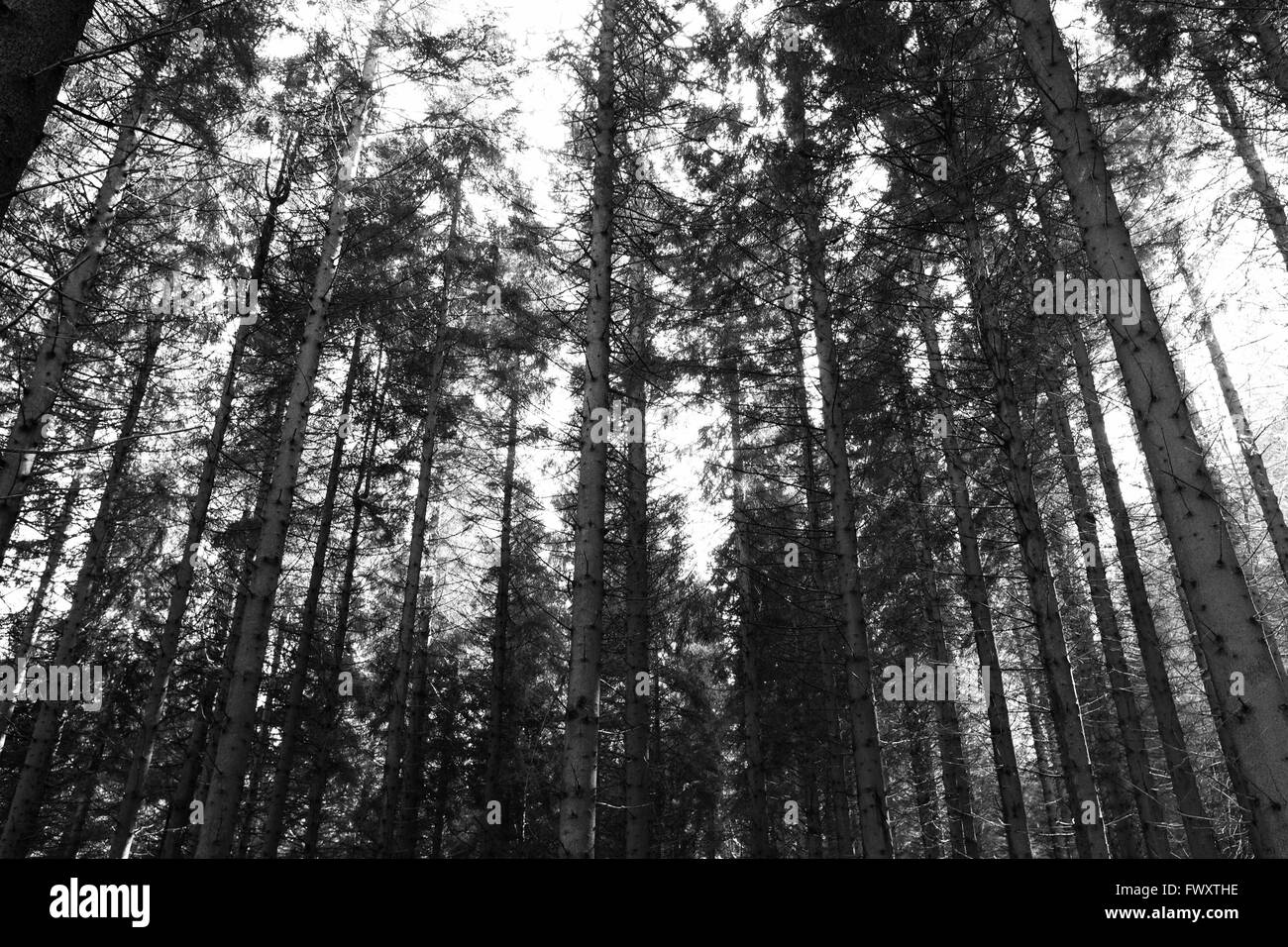 Les rayons du soleil brillent à travers les arbres dans une forêt dans le pays de Galles Banque D'Images